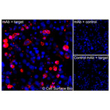 Immunofluorescence, Intracellular: (Left) COS-7 cells transiently transfected human GLUT4 were permeabilized and stained with GLUT4 Monoclonal Antibody (CSB0138) followed by AlexaFluor 647 anti-Mouse IgG secondary antibody (red) and DAPI (blue). (Top right) COS-7 cells transiently transfected with an empty control vector stained with GLUT4 Monoclonal Antibody. (Bottom right) Isotype control: COS-7 cells transfected with human GLUT4 and stained with control MAb.