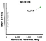 Membrane Proteome Specificity: The specificity of GLUT4 Monoclonal Antibody (CSB0138) was tested on the Membrane Proteome Array™ and shown to be specific for human GLUT4. The Membrane Proteome Array™ contains 6,000 different human membrane proteins, each expressed in unfixed human cells to ensure native conformation and post-translational modifications. The Membrane Proteome Array™ represents the industry standard for determining the binding specificity of antibodies and other protein ligands.