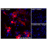 Immunofluorescence, Extracellular: (Left) COS-7 cells transiently transfected human GLUT4 were stained with GLUT4 Monoclonal Antibody (CSB0139) followed by AlexaFluor 647 anti-Mouse IgG secondary antibody (red) and DAPI (blue). (Top right) COS-7 cells transiently transfected with an empty control vector stained with GLUT4 Monoclonal Antibody. (Bottom right) Isotype control: COS-7 cells transfected with human GLUT4 and stained with control MAb.