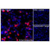 Immunofluorescence, Intracellular: (Left) COS-7 cells transiently transfected human GLUT4 were permeabilized and stained with GLUT4 Monoclonal Antibody (CSB0139) followed by AlexaFluor 647 anti-Mouse IgG secondary antibody (red) and DAPI (blue). (Top right) COS-7 cells transiently transfected with an empty control vector stained with GLUT4 Monoclonal Antibody. (Bottom right) Isotype control: COS-7 cells transfected with human GLUT4 and stained with control MAb.