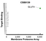 Membrane Proteome Specificity: The specificity of GLUT4 Monoclonal Antibody (CSB0139) was tested on the Membrane Proteome Array™ and shown to be specific for human GLUT4. The Membrane Proteome Array™ contains 6,000 different human membrane proteins, each expressed in unfixed human cells to ensure native conformation and post-translational modifications. The Membrane Proteome Array™ represents the industry standard for determining the binding specificity of antibodies and other protein ligands.