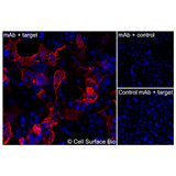Immunofluorescence, Extracellular: (Left) COS-7 cells transiently transfected human OLR1 were stained with OLR1 Monoclonal Antibody (CSB0036) followed by AlexaFluor 647 anti-Mouse IgG secondary antibody (red) and DAPI (blue). (Top right) COS-7 cells transiently transfected with an empty control vector stained with OLR1 Monoclonal Antibody. (Bottom right) Isotype control: COS-7 cells transfected with human OLR1 and stained with control MAb.