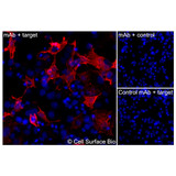 Immunofluorescence, Intracellular: (Left) COS-7 cells transiently transfected human OLR1 were permeabilized and stained with OLR1 Monoclonal Antibody (CSB0036) followed by AlexaFluor 647 anti-Mouse IgG secondary antibody (red) and DAPI (blue). (Top right) COS-7 cells transiently transfected with an empty control vector stained with OLR1 Monoclonal Antibody. (Bottom right) Isotype control: COS-7 cells transfected with human OLR1 and stained with control MAb.