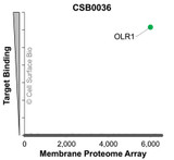 Membrane Proteome Specificity: The specificity of OLR1 Monoclonal Antibody (CSB0036) was tested on the Membrane Proteome Array™ and shown to be specific for human OLR1. The Membrane Proteome Array™ contains 6,000 different human membrane proteins, each expressed in unfixed human cells to ensure native conformation and post-translational modifications. The Membrane Proteome Array™ represents the industry standard for determining the binding specificity of antibodies and other protein ligands.