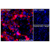 Immunofluorescence, Extracellular: (Left) COS-7 cells transiently transfected human DLL4 were stained with DLL4 Monoclonal Antibody (CSB0005) followed by AlexaFluor 647 anti-Mouse IgG secondary antibody (red) and DAPI (blue). (Top right) COS-7 cells transiently transfected with an empty control vector stained with DLL4 Monoclonal Antibody. (Bottom right) Isotype control: COS-7 cells transfected with human DLL4 and stained with control MAb.