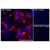 Immunofluorescence, Intracellular: (Left) COS-7 cells transiently transfected human DLL4 were permeabilized and stained with DLL4 Monoclonal Antibody (CSB0005) followed by AlexaFluor 647 anti-Mouse IgG secondary antibody (red) and DAPI (blue). (Top right) COS-7 cells transiently transfected with an empty control vector stained with DLL4 Monoclonal Antibody. (Bottom right) Isotype control: COS-7 cells transfected with human DLL4 and stained with control MAb.