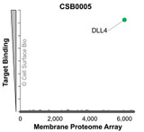 Membrane Proteome Specificity: The specificity of DLL4 Monoclonal Antibody (CSB0005) was tested on the Membrane Proteome Array™ and shown to be specific for human DLL4. The Membrane Proteome Array™ contains 6,000 different human membrane proteins, each expressed in unfixed human cells to ensure native conformation and post-translational modifications. The Membrane Proteome Array™ represents the industry standard for determining the binding specificity of antibodies and other protein ligands.