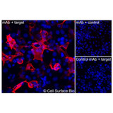 Immunofluorescence, Extracellular: (Left) COS-7 cells transiently transfected CD31 were stained with CD31 Monoclonal Antibody (CSB0021) followed by AlexaFluor 647 anti- IgG secondary antibody (red) and DAPI (blue). (Top right) COS-7 cells transiently transfected with an empty control vector stained with CD31 Monoclonal Antibody. (Bottom right) Isotype control: COS-7 cells transfected with CD31 and stained with control MAb.