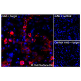 Immunofluorescence, Extracellular: (Left) COS-7 cells transiently transfected human GLUT4 were stained with GLUT4 Monoclonal Antibody (CSB0148) followed by AlexaFluor 647 anti-Human IgG secondary antibody (red) and DAPI (blue). (Top right) COS-7 cells transiently transfected with an empty control vector stained with GLUT4 Monoclonal Antibody. (Bottom right) Isotype control: COS-7 cells transfected with human GLUT4 and stained with control MAb.