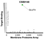 Membrane Proteome Specificity: The specificity of GLUT4 Monoclonal Antibody (CSB0148) was tested on the Membrane Proteome Array™ and shown to be specific for human GLUT4. The Membrane Proteome Array™ contains 6,000 different human membrane proteins, each expressed in unfixed human cells to ensure native conformation and post-translational modifications. The Membrane Proteome Array™ represents the industry standard for determining the binding specificity of antibodies and other protein ligands.