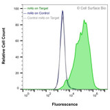 Flow Cytometry, Extracellular: HEK-293F cells transiently transfected with human GLUT4 were stained with GLUT4 Monoclonal Antibody (CSB0152) (green) or isotype control antibody (gray), followed by AlexaFluor 647- conjugated anti-Human IgG secondary antibody. HEK-293F cells transiently transfected with an empty control vector were also stained with GLUT4 Monoclonal Antibody (CSB0152) (blue).