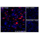 Immunofluorescence, Intracellular: (Left) COS-7 cells transiently transfected human GLUT4 were permeabilized and stained with GLUT4 Monoclonal Antibody (CSB0152) followed by AlexaFluor 647 anti-Human IgG secondary antibody (red) and DAPI (blue). (Top right) COS-7 cells transiently transfected with an empty control vector stained with GLUT4 Monoclonal Antibody. (Bottom right) Isotype control: COS-7 cells transfected with human GLUT4 and stained with control MAb.