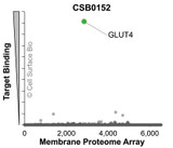 Membrane Proteome Specificity: The specificity of GLUT4 Monoclonal Antibody (CSB0152) was tested on the Membrane Proteome Array™ and shown to be specific for human GLUT4. The Membrane Proteome Array™ contains 6,000 different human membrane proteins, each expressed in unfixed human cells to ensure native conformation and post-translational modifications. The Membrane Proteome Array™ represents the industry standard for determining the binding specificity of antibodies and other protein ligands.