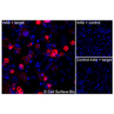 Immunofluorescence, Extracellular: (Left) COS-7 cells transiently transfected GLUT4 were stained with GLUT4 Monoclonal Antibody (CSB0152) followed by AlexaFluor 647 anti- IgG secondary antibody (red) and DAPI (blue). (Top right) COS-7 cells transiently transfected with an empty control vector stained with GLUT4 Monoclonal Antibody. (Bottom right) Isotype control: COS-7 cells transfected with GLUT4 and stained with control MAb.