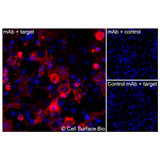 Immunofluorescence, Extracellular: (Left) COS-7 cells transiently transfected human GLUT4 were stained with GLUT4 Monoclonal Antibody (CSB0159) followed by AlexaFluor 647 anti-Human IgG secondary antibody (red) and DAPI (blue). (Top right) COS-7 cells transiently transfected with an empty control vector stained with GLUT4 Monoclonal Antibody. (Bottom right) Isotype control: COS-7 cells transfected with human GLUT4 and stained with control MAb.