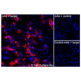 Immunofluorescence, Intracellular: (Left) COS-7 cells transiently transfected human GLUT4 were permeabilized and stained with GLUT4 Monoclonal Antibody (CSB0159) followed by AlexaFluor 647 anti-Human IgG secondary antibody (red) and DAPI (blue). (Top right) COS-7 cells transiently transfected with an empty control vector stained with GLUT4 Monoclonal Antibody. (Bottom right) Isotype control: COS-7 cells transfected with human GLUT4 and stained with control MAb.