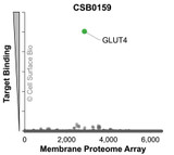 Membrane Proteome Specificity: The specificity of GLUT4 Monoclonal Antibody (CSB0159) was tested on the Membrane Proteome Array™ and shown to be specific for human GLUT4. The Membrane Proteome Array™ contains 6,000 different human membrane proteins, each expressed in unfixed human cells to ensure native conformation and post-translational modifications. The Membrane Proteome Array™ represents the industry standard for determining the binding specificity of antibodies and other protein ligands.