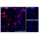 Immunofluorescence, Intracellular: (Left) COS-7 cells transiently transfected human ADORA2A were permeabilized and stained with ADORA2A Monoclonal Antibody (CSB0002) followed by AlexaFluor 647 anti-Mouse IgG secondary antibody (red) and DAPI (blue). (Top right) COS-7 cells transiently transfected with an empty control vector stained with ADORA2A Monoclonal Antibody. (Bottom right) Isotype control: COS-7 cells transfected with human ADORA2A and stained with control MAb.