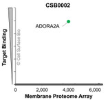 Membrane Proteome Specificity: The specificity of ADORA2A Monoclonal Antibody (CSB0002) was tested on the Membrane Proteome Array™ and shown to be specific for human ADORA2A. The Membrane Proteome Array™ contains 6,000 different human membrane proteins, each expressed in unfixed human cells to ensure native conformation and post-translational modifications. The Membrane Proteome Array™ represents the industry standard for determining the binding specificity of antibodies and other protein ligands.