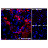 Immunofluorescence, Intracellular: (Left) COS-7 cells transiently transfected IL3RA were permeabilized and stained with IL3RA Monoclonal Antibody (CSB0004) followed by AlexaFluor 647 anti- IgG secondary antibody (red) and DAPI (blue). (Top right) COS-7 cells transiently transfected with an empty control vector stained with IL3RA Monoclonal Antibody. (Bottom right) Isotype control: COS-7 cells transfected with {{target} and stained with control MAb.