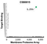 Membrane Proteome Specificity: The specificity of IL2Ra Monoclonal Antibody (CSB0015) was tested on the Membrane Proteome Array™ and shown to be specific for IL2Ra. The Membrane Proteome Array™ contains 6,000 different human membrane proteins, each expressed in unfixed human cells to ensure native conformation and post-translational modifications. The Membrane Proteome Array™ represents the industry standard for determining the binding specificity of antibodies and other protein ligands.