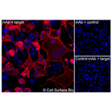 Immunofluorescence, Extracellular: (Left) COS-7 cells transiently transfected PD-1 were stained with PD-1 Monoclonal Antibody (CSB0023) followed by AlexaFluor 647 anti- IgG secondary antibody (red) and DAPI (blue). (Top right) COS-7 cells transiently transfected with an empty control vector stained with PD-1 Monoclonal Antibody. (Bottom right) Isotype control: COS-7 cells transfected with PD-1 and stained with control MAb.