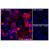 Immunofluorescence, Extracellular: (Left) COS-7 cells transiently transfected IL2Ra were stained with IL2Ra Monoclonal Antibody (CSB0026) followed by AlexaFluor 647 anti- IgG secondary antibody (red) and DAPI (blue). (Top right) COS-7 cells transiently transfected with an empty control vector stained with IL2Ra Monoclonal Antibody. (Bottom right) Isotype control: COS-7 cells transfected with IL2Ra and stained with control MAb.