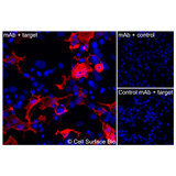 Immunofluorescence, Extracellular: (Left) COS-7 cells transiently transfected CD2 were stained with CD2 Monoclonal Antibody (CSB0029) followed by AlexaFluor 647 anti- IgG secondary antibody (red) and DAPI (blue). (Top right) COS-7 cells transiently transfected with an empty control vector stained with CD2 Monoclonal Antibody. (Bottom right) Isotype control: COS-7 cells transfected with CD2 and stained with control MAb.