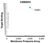 The specificity of CNR1 Monoclonal Antibody (CSB0043) was tested on the Membrane Proteome Array™ and shown to be specific for human CNR1. The Membrane Proteome Array™ contains 6,000 different human membrane proteins, each expressed in unfixed human cells to ensure native conformation and post-translational modifications. The Membrane Proteome Array™ represents the industry standard for determining the binding specificity of antibodies and other protein ligands.