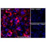 Immunofluorescence, Extracellular: (Left) COS-7 cells transiently transfected CD20 were stained with CD20 Monoclonal Antibody (CSB0123) followed by AlexaFluor 647 anti- IgG secondary antibody (red) and DAPI (blue). (Top right) COS-7 cells transiently transfected with an empty control vector stained with CD20 Monoclonal Antibody. (Bottom right) Isotype control: COS-7 cells transfected with CD20 and stained with control MAb.