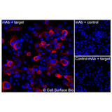 Immunofluorescence, Intracellular: (Left) COS-7 cells transiently transfected C5AR1 were permeabilized and stained with C5AR1 Monoclonal Antibody (CSB0027) followed by AlexaFluor 647 anti- IgG secondary antibody (red) and DAPI (blue). (Top right) COS-7 cells transiently transfected with an empty control vector stained with C5AR1 Monoclonal Antibody. (Bottom right) Isotype control: COS-7 cells transfected with C5AR1 and stained with control MAb.