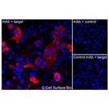 Immunofluorescence, Intracellular: (Left) COS-7 cells transiently transfected TNFSF4 were permeabilized and stained with TNFSF4 Monoclonal Antibody (CSB0091) followed by AlexaFluor 647 anti- IgG secondary antibody (red) and DAPI (blue). (Top right) COS-7 cells transiently transfected with an empty control vector stained with TNFSF4 Monoclonal Antibody. (Bottom right) Isotype control: COS-7 cells transfected with TNFSF4 and stained with control MAb.