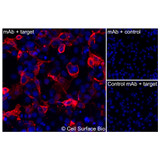 Immunofluorescence, Intracellular: (Left) COS-7 cells transiently transfected CD3e were permeabilized and stained with CD3e Monoclonal Antibody (CSB0133) followed by AlexaFluor 647 anti- IgG secondary antibody (red) and DAPI (blue). (Top right) COS-7 cells transiently transfected with an empty control vector stained with CD3e Monoclonal Antibody. (Bottom right) Isotype control: COS-7 cells transfected with CD3e and stained with control MAb.