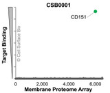 The specificity of CD151 Monoclonal Antibody (CSB0001) was tested on the Membrane Proteome Array™ and shown to be specific for human CD151. The Membrane Proteome Array™ contains 6,000 different human membrane proteins, each expressed in unfixed human cells to ensure native conformation and post-translational modifications. The Membrane Proteome Array™ represents the industry standard for determining the binding specificity of antibodies and other protein ligands.