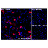 Immunofluorescence, Intracellular: (Left) JS-1 cells transiently transfected CD151 were permeabilized and stained with CD151 Monoclonal Antibody (CSB0001) followed by AlexaFluor 647 anti- IgG secondary antibody (red) and DAPI (blue). (Top right) JS-1 cells transiently transfected with an empty control vector stained with CD151 Monoclonal Antibody. (Bottom right) Isotype control: JS-1 cells transfected with {{target} and stained with control MAb.