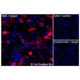 Immunofluorescence, Extracellular: (Left) JS-1 cells transiently transfected EGFR were stained with EGFR Monoclonal Antibody (CSB0016) followed by AlexaFluor 647 anti- IgG secondary antibody (red) and DAPI (blue). (Top right) JS-1 cells transiently transfected with an empty control vector stained with EGFR Monoclonal Antibody. (Bottom right) Isotype control: JS-1 cells transfected with EGFR and stained with control MAb.
