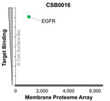 Membrane Proteome Specificity: The specificity of EGFR Monoclonal Antibody (CSB0016) was tested on the Membrane Proteome Array™ and shown to be specific for EGFR. The Membrane Proteome Array™ contains 6,000 different human membrane proteins, each expressed in unfixed human cells to ensure native conformation and post-translational modifications. The Membrane Proteome Array™ represents the industry standard for determining the binding specificity of antibodies and other protein ligands.