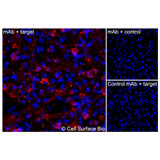 Immunofluorescence (Extracellular): (A) JS-1 cells transiently transfected with human CD20 were stained with CD20 Monoclonal Antibody (CSB0019) followed by AlexaFluor 647 anti-Mouse IgG secondary antibody (red) and DAPI (blue). (B) JS-1 cells transiently transfected with an empty control vector stained with CD20 Monoclonal Antibody. (C) Isotype control: JS-1 cells  transfected with human CD20 and stained with control MAb.