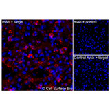 Immunofluorescence, Extracellular: (Left) JS-1 cells transiently transfected human CD20 were stained with CD20 Monoclonal Antibody (CSB0019) followed by AlexaFluor 647 anti-Mouse IgG secondary antibody (red) and DAPI (blue). (Top right) JS-1 cells transiently transfected with an empty control vector stained with CD20 Monoclonal Antibody. (Bottom right) Isotype control: JS-1 cells transfected with human CD20 and stained with control MAb.