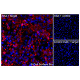 Immunofluorescence, Intracellular: (Left) JS-1 cells transiently transfected CD20 were permeabilized and stained with CD20 Monoclonal Antibody (CSB0019) followed by AlexaFluor 647 anti- IgG secondary antibody (red) and DAPI (blue). (Top right) JS-1 cells transiently transfected with an empty control vector stained with CD20 Monoclonal Antibody. (Bottom right) Isotype control: JS-1 cells transfected with CD20 and stained with control MAb.
