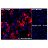 Immunofluorescence, Intracellular: (Left) JS-1 cells transiently transfected HER2/ERBB2 were permeabilized and stained with HER2/ERBB2 Monoclonal Antibody (CSB0032) followed by AlexaFluor 647 anti- IgG secondary antibody (red) and DAPI (blue). (Top right) JS-1 cells transiently transfected with an empty control vector stained with HER2/ERBB2 Monoclonal Antibody. (Bottom right) Isotype control: JS-1 cells transfected with HER2/ERBB2 and stained with control MAb.