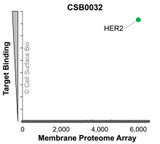 Membrane Proteome Specificity: The specificity of HER2/ERBB2 Monoclonal Antibody (CSB0032) was tested on the Membrane Proteome Array™ and shown to be specific for HER2/ERBB2. The Membrane Proteome Array™ contains 6,000 different human membrane proteins, each expressed in unfixed human cells to ensure native conformation and post-translational modifications. The Membrane Proteome Array™ represents the industry standard for determining the binding specificity of antibodies and other protein ligands.
