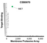 Membrane Proteome Specificity: The specificity of MET Monoclonal Antibody (CSB0070) was tested on the Membrane Proteome Array™ and shown to be specific for MET. The Membrane Proteome Array™ contains 6,000 different human membrane proteins, each expressed in unfixed human cells to ensure native conformation and post-translational modifications. The Membrane Proteome Array™ represents the industry standard for determining the binding specificity of antibodies and other protein ligands.