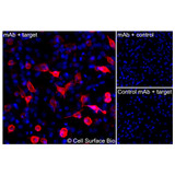 Immunofluorescence, Intracellular: (Left) JS-1 cells transiently transfected MET were permeabilized and stained with MET Monoclonal Antibody (CSB0070) followed by AlexaFluor 647 anti- IgG secondary antibody (red) and DAPI (blue). (Top right) JS-1 cells transiently transfected with an empty control vector stained with MET Monoclonal Antibody. (Bottom right) Isotype control: JS-1 cells transfected with MET and stained with control MAb.