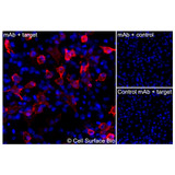 Immunofluorescence, Extracellular: (Left) JS-1 cells transiently transfected EGFR were stained with EGFR Monoclonal Antibody (CSB0080) followed by AlexaFluor 647 anti- IgG secondary antibody (red) and DAPI (blue). (Top right) JS-1 cells transiently transfected with an empty control vector stained with EGFR Monoclonal Antibody. (Bottom right) Isotype control: JS-1 cells transfected with EGFR and stained with control MAb.