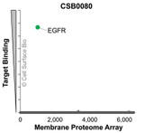 Membrane Proteome Specificity: The specificity of EGFR Monoclonal Antibody (CSB0080) was tested on the Membrane Proteome Array™ and shown to be specific for EGFR. The Membrane Proteome Array™ contains 6,000 different human membrane proteins, each expressed in unfixed human cells to ensure native conformation and post-translational modifications. The Membrane Proteome Array™ represents the industry standard for determining the binding specificity of antibodies and other protein ligands.