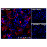 Immunofluorescence, Extracellular: (Left) COS-7 cells transiently transfected human OLR1 were stained with OLR1 Monoclonal Antibody (CSB0061) followed by AlexaFluor 647 anti-Mouse IgG secondary antibody (red) and DAPI (blue). (Top right) COS-7 cells transiently transfected with an empty control vector stained with OLR1 Monoclonal Antibody. (Bottom right) Isotype control: COS-7 cells transfected with human OLR1 and stained with control MAb.