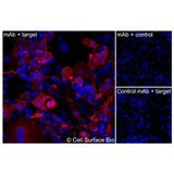 Immunofluorescence, Intracellular: (Left) COS-7 cells transiently transfected human OLR1 were permeabilized and stained with OLR1 Monoclonal Antibody (CSB0061) followed by AlexaFluor 647 anti-Mouse IgG secondary antibody (red) and DAPI (blue). (Top right) COS-7 cells transiently transfected with an empty control vector stained with OLR1 Monoclonal Antibody. (Bottom right) Isotype control: COS-7 cells transfected with human OLR1 and stained with control MAb.