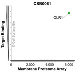 Membrane Proteome Specificity: The specificity of OLR1 Monoclonal Antibody (CSB0061) was tested on the Membrane Proteome Array™ and shown to be specific for OLR1. The Membrane Proteome Array™ contains 6,000 different human membrane proteins, each expressed in unfixed human cells to ensure native conformation and post-translational modifications. The Membrane Proteome Array™ represents the industry standard for determining the binding specificity of antibodies and other protein ligands.