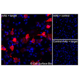 Immunofluorescence, Extracellular: (Left) JS-1 cells transiently transfected IL6R were stained with IL6R Monoclonal Antibody (CSB0072) followed by AlexaFluor 647 anti- IgG secondary antibody (red) and DAPI (blue). (Top right) JS-1 cells transiently transfected with an empty control vector stained with IL6R Monoclonal Antibody. (Bottom right) Isotype control: JS-1 cells transfected with IL6R and stained with control MAb.